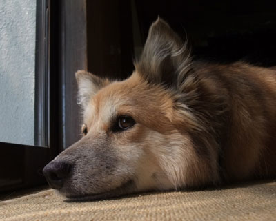 ���������ĐV�����J�����H