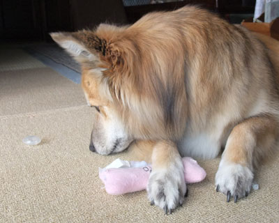 �v�s�v�s�̌����]�����Ă��܂���