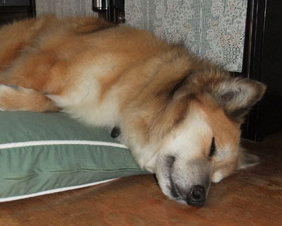 �����ł�