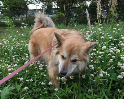 �n���Ⴀ��܂����A�N���[�o�[�͐H�ׂȂ���