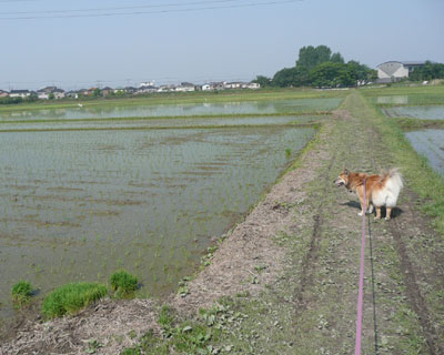 �J�����Œm��ʊԂɓc�A�����I����Ă�