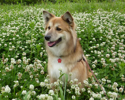 �N���[�o�[�Ǝ�