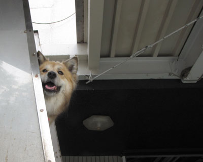 �ŋ߂����͏���������������ь����Ă�