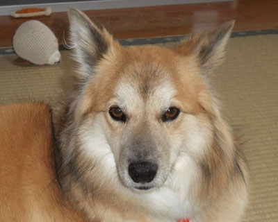 ������Ɠ{���Ă�H