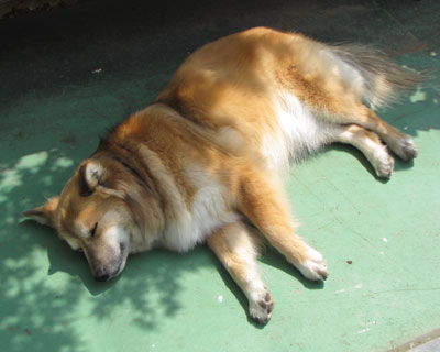 ���Ă͒��Q�̋G��