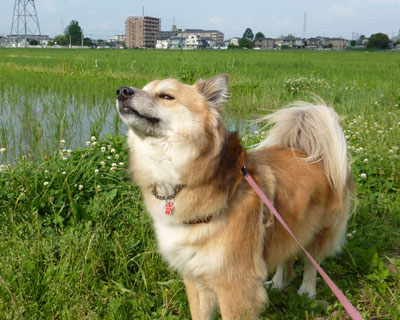 ���̃j�I�C