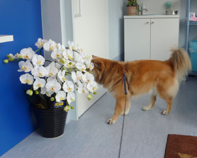 �V�����a�@������