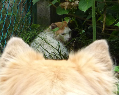 �ŋ߁A���C�Ȃ����