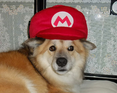 �v���`�i���T�̃}���I�X������