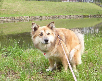 �V���r�͑����肪�p�ɂŏo�₷��