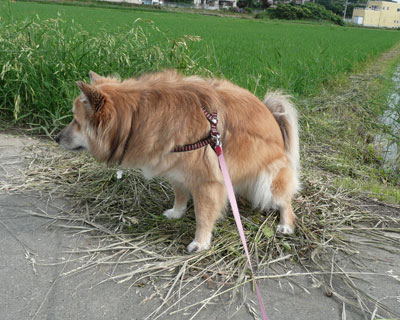 ����ȑ��ł����낻���ɂł��Ȃ�