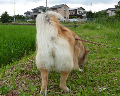 ���K���T�}�[�J�b�g��