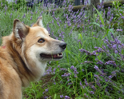 ���x���_�[�Ǝ�