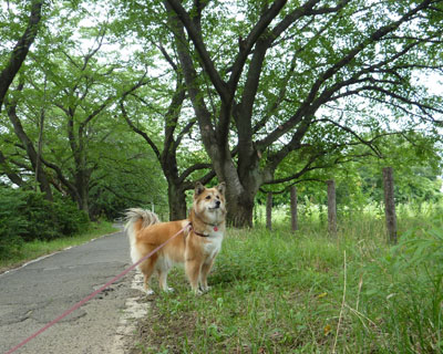 �t���������܂ł���Ɩђ������킢