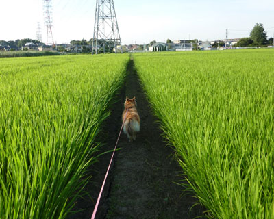 ���낻��܂��������Ȃ��Ƃ�