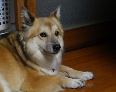 �p���̂Ƃ��͎肪����