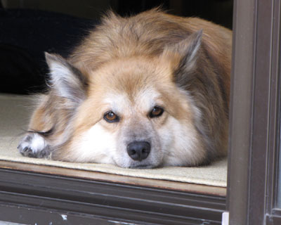 �ŁA���H�͌������́H