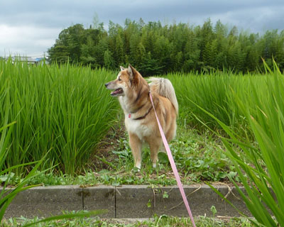 �a�̑O�ł͕K���悻��