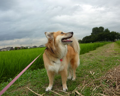 �V�C���o���ˁH