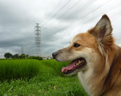 ���������瑖���ċA�邩���