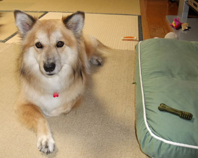 �H�ׂ������ǂ��킢