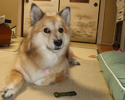 �H�ׂ�܂ł����Ԃ񂩂�����