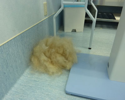 �a�@�Ő���ĕW���T�O�������炢�̖т𔲂��ꂽ