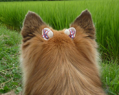 �ɁA������Ȃ��̂ł́H