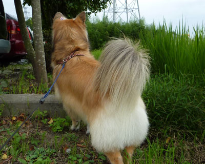 �v���̃u���b�V���O�łӂ�ӂ�