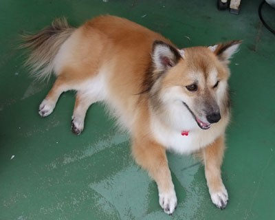 �т��P�{�������ꂽ