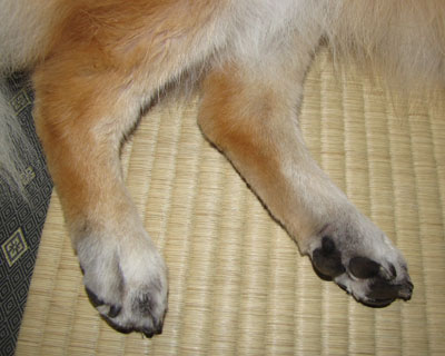 ���˖т���������