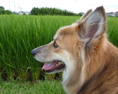 �V���I���A��Ƀz��