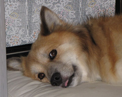 ������܂��Y���