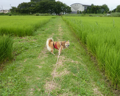 �W���ɂȂ�����