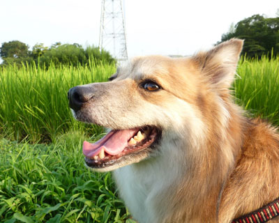 �Ȃ��Ȃ��������Ȃ���