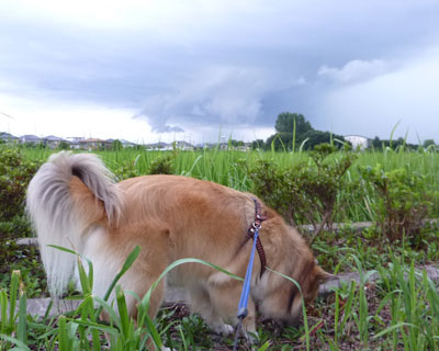 �O�ɂ���Ɨ��͈ӊO�ɕ��C����