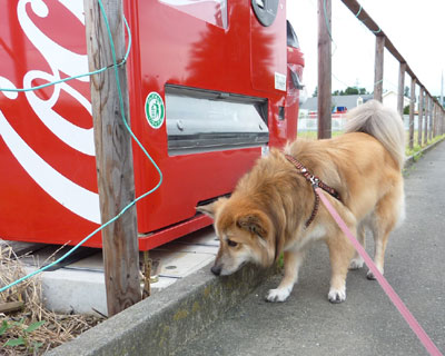 �ׂɂȂɂ��T���Ă�킯����Ȃ���