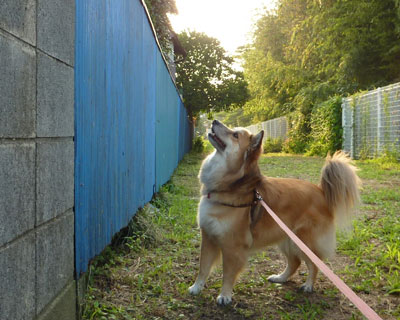 �ŋ߂͏������̂��Y��Ȃ�