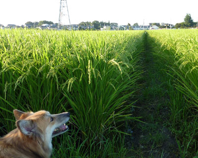 ��͏�������