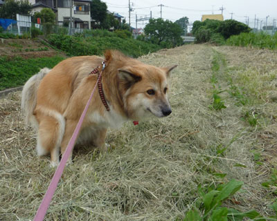 �ʂ̃W�����O���̊J�����I�����