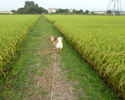 �����ԉ��΂�ł�����