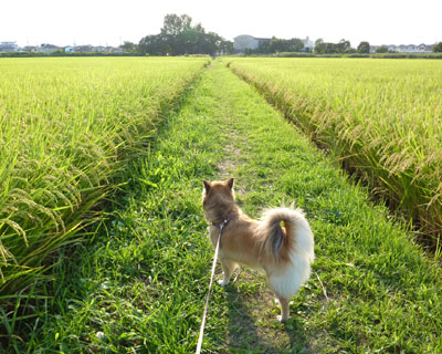 ���N�P��A�앿���Ȃ��߂�