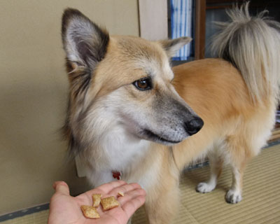 �����P�����������Ă���������