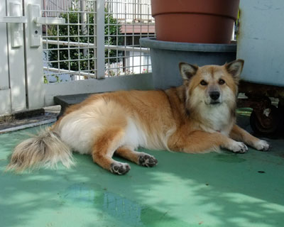 �������A�ŗ���