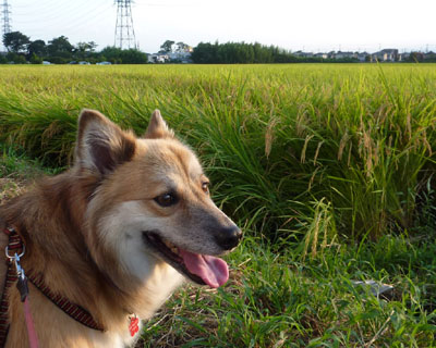 �X���ɂ͐^�����F��