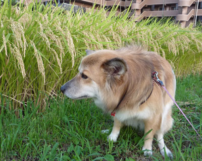 ���낻�늠���������悭�Ȃ��H