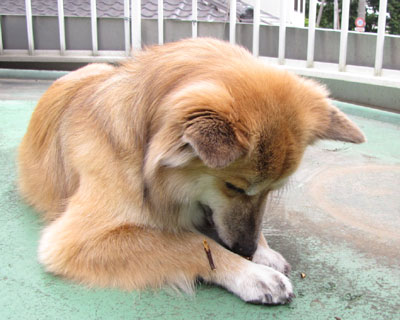 �������Ȃ����̂ŁA�v���Ԃ�ɏ��}��������