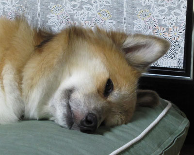 �V�����J�����ł��������H