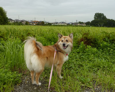 ���N�̉Ă͒Z��������