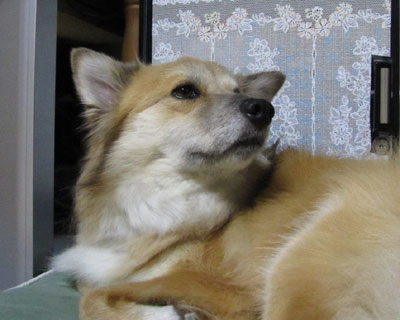 ISO800���C�y�Ɏg���̂͂ǂ����Ǝv����